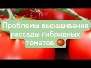 Проблемы  выращивания рассады гибридных томатов 04.04.2023г.