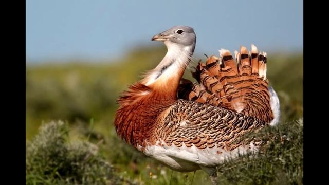 Пение дрофы