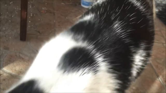 Хитрый кот смотреть онлайн