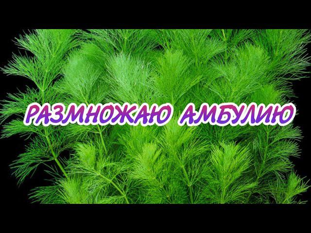 РАЗМНОЖАЮ АМБУЛИЮ смотреть онлайн