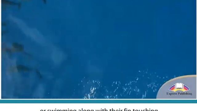 Aspect 11 Module 2 DARK SIDE OF DOLPHINS смотреть онлайн