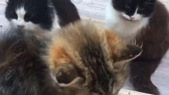 К нам приблудилась чужая кошка смотреть онлайн