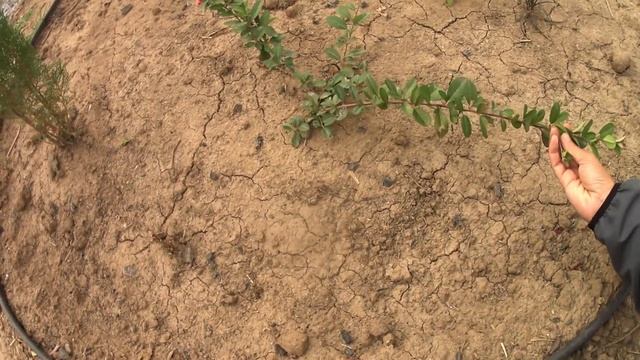Что высадила на новую клумбу//new Flower Bed In The Garden