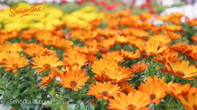 Señorita Lucia - Osteospermum - Spaanse Margriet - Cape Marguerite смотреть онлайн