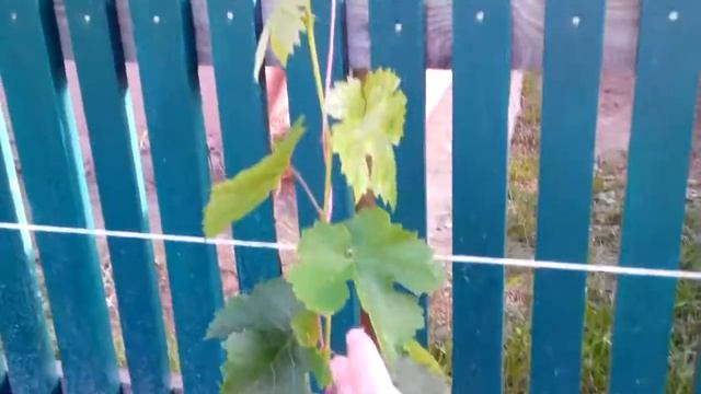 Сорт винограда Восторг идеальный. устойчивость к болезням и морозу. смотреть онлайн