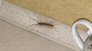 Что делать когда мухоловка в квартире