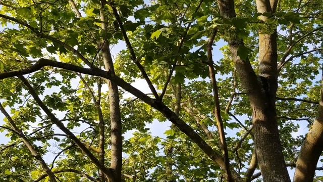 утро, белочки, пионы смотреть онлайн