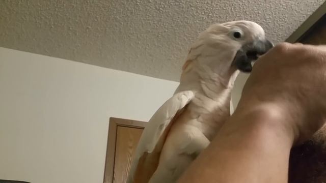Cockatoo Epic Freakout (warning Fowl Language)