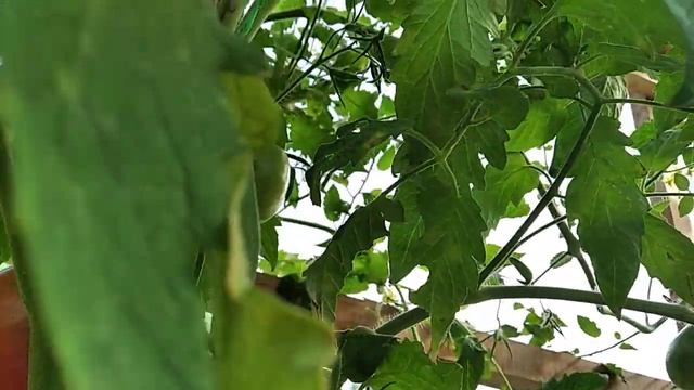 Томат Японский трюфель смотреть онлайн