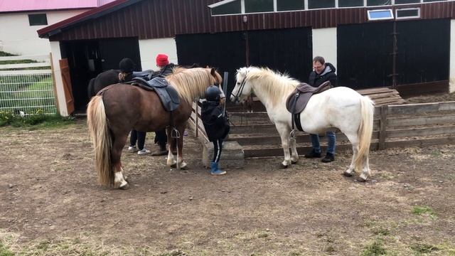 Saddle a Icelandic horse - Áshóll farm, Akureyri смотреть онлайн