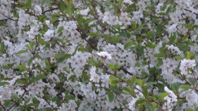 АНТОНОВ. НА УЛИЦЕ КАШТАНОВОЙ смотреть онлайн