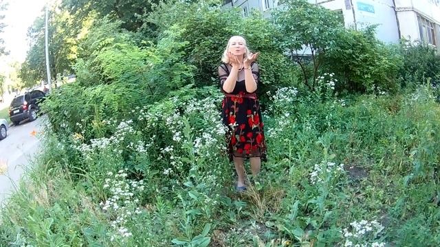 РОМАШКИ СПРЯТАЛИСЬ,ЗАВЯЛИ ЛЮТИКИ