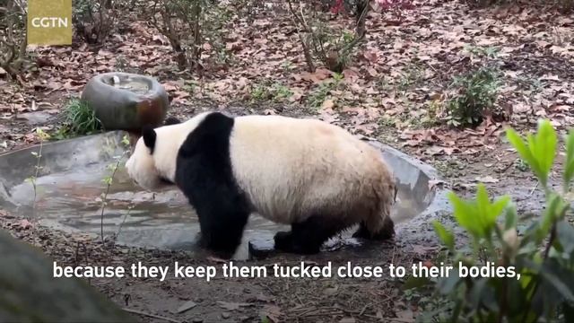 Cool Facts About Pandas: Why Giant Pandas Make Headlines Again?