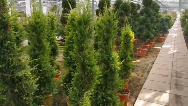 Vlog:новые покупки из магазина все для сада и огорода, высадка деревца??. смотреть онлайн