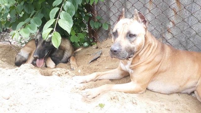 Течка у собаки первый день, изменения характера и поведение, когда собака готова к спариванию??? смотреть онлайн