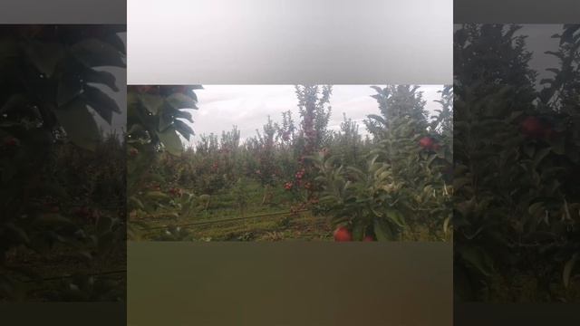 сады Адыгеи Первый Сад смотреть онлайн