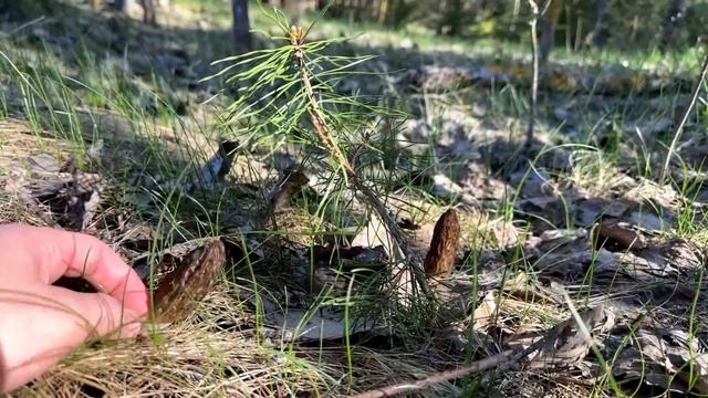 ГРИБЫ ЗАРОСЛИ МАССОВО! Беларусь 2023. смотреть онлайн