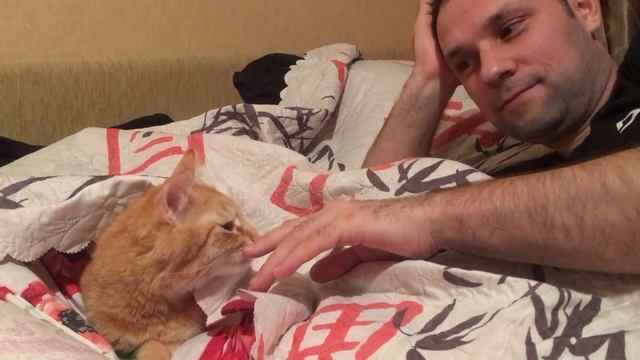 Рыжий кот кусается, домашний котик в плохом настроении и дерется( смотреть онлайн