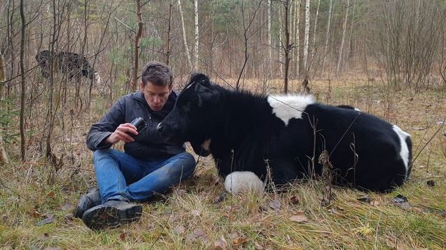 Мама корова и телёнок Гаврюша получают угощение и радуются нашей встрече