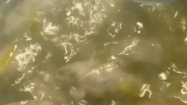 Вкусная еда для всех 