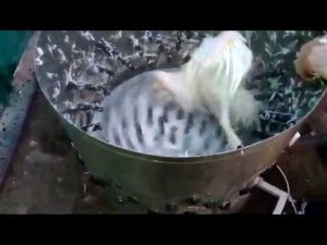 Перосъемная машина из бочки