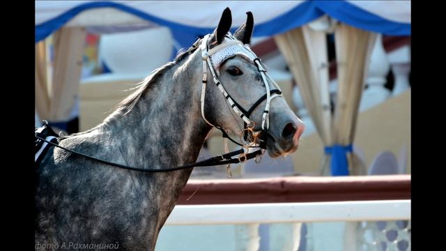 Резвейшие орловские рысаки 2013 года смотреть онлайн