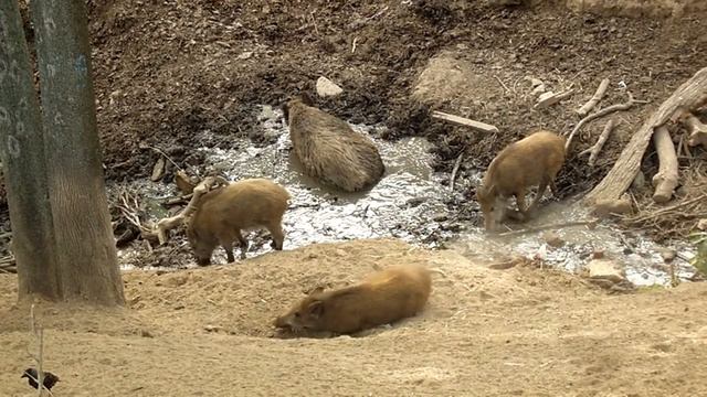 Дикие кабаны в Харьковском зоопарке смотреть онлайн