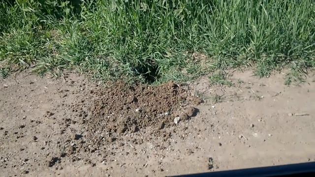 Сурки-малыши и снайперский бросок смотреть онлайн