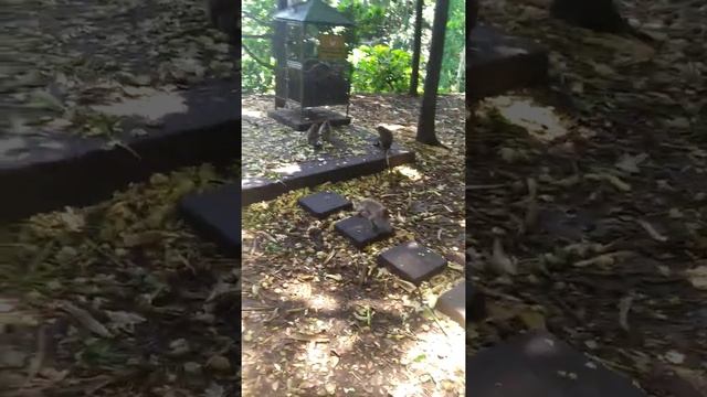Воришки обезьяны, парк обезьян на Бали смотреть онлайн