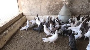 Полигон Бакинских Широкохвостых голубей ГЕЙДАРА БАБАЕВА!