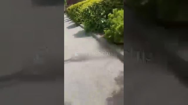 Это просто ужас!! Очередное ЧП в парке Тайган! #тайган #крым #животные смотреть онлайн