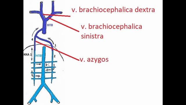 Верхняя Полая Вена - Как выучить за 1 минуту! смотреть онлайн