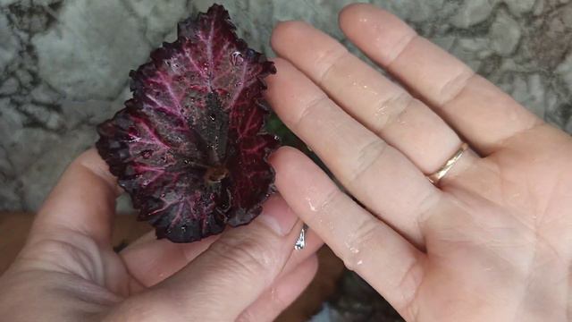 Ура,ура,ура!!! Третья посылка с бегошками🤗🌱💞 суперская смотреть онлайн
