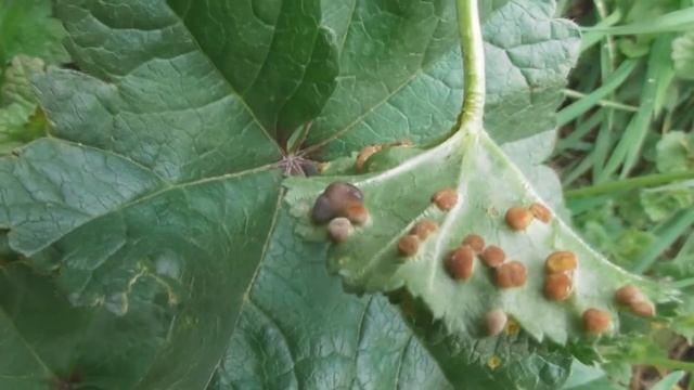 Attack of Phylloxera vastatrix on Malva sylvestris? смотреть онлайн