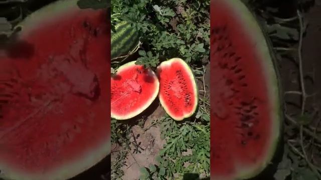 Арбуз 2021 сорт Сармат , 02.07.2021г. смотреть онлайн