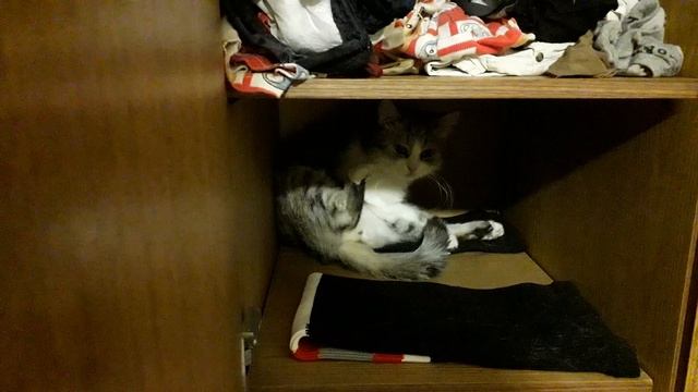 Кот - гимнаст! смотреть онлайн