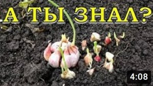 Что делать, если ОСЕНЬЮ ПРОРОС ЧЕСНОК?