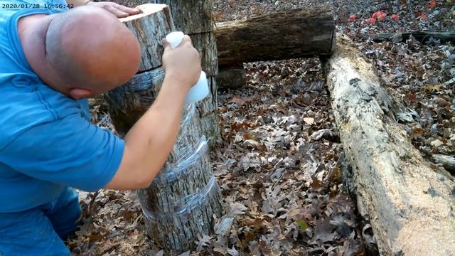 Chicken Of The Woods : Mushrooms Inoculated Totem Style смотреть онлайн