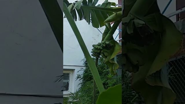 КАК растут БАНАНЫ в Абхазии??? смотреть онлайн