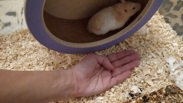 Приручаем хомяка. Подарок для хомяка