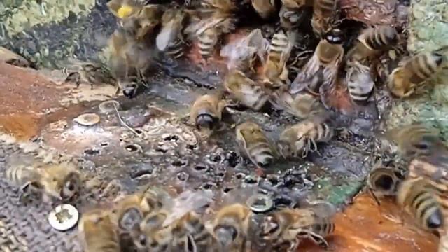 ?#Пчеловодство-перемещение улья на любое место смотреть онлайн