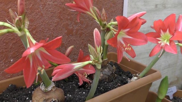 Striped Garden Hippeastrum