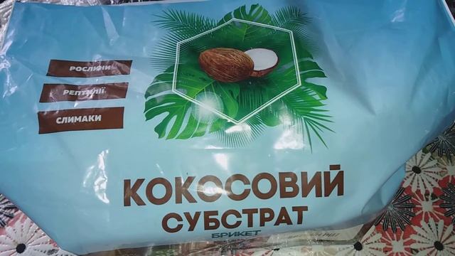 Посадка из семян цикламен и канцеалярия. смотреть онлайн