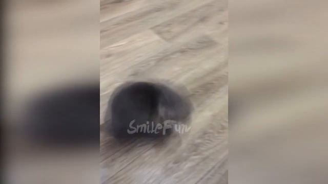 КОШКИ ПРИКОЛЫ С КОШКАМИ И КОТАМИ Смешные Кошки 2020 Funny Cats.mp4 смотреть онлайн