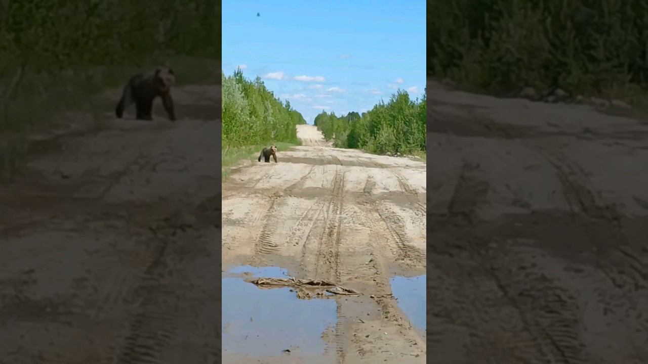 Медведей стало больше чем зайцев #медведь #bear смотреть онлайн
