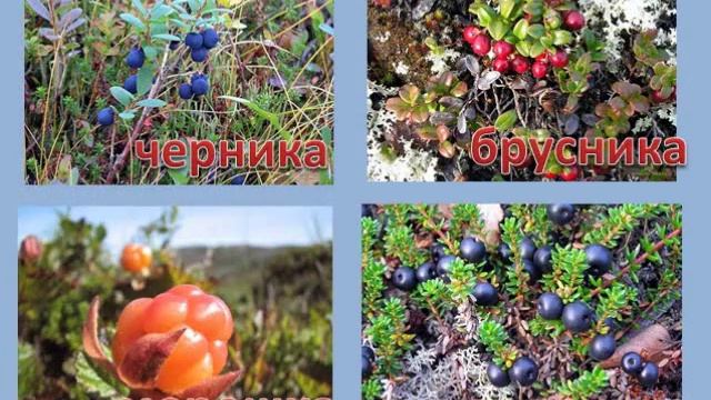 Тундра Природа Севера учебная презентация смотреть онлайн