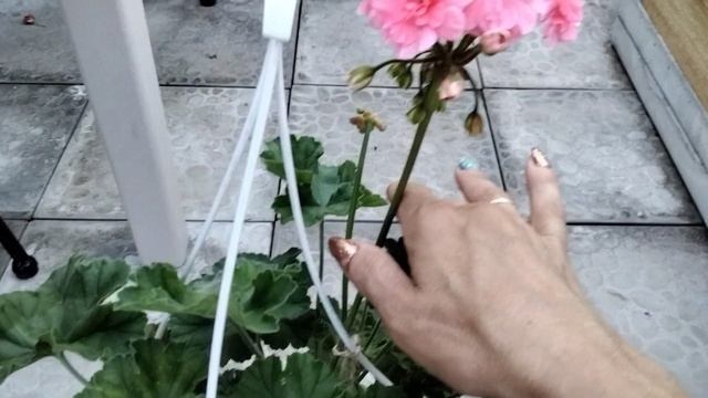 #155.Зацвела Cara Rosa! смотреть онлайн