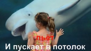 песня Кашалотик №6