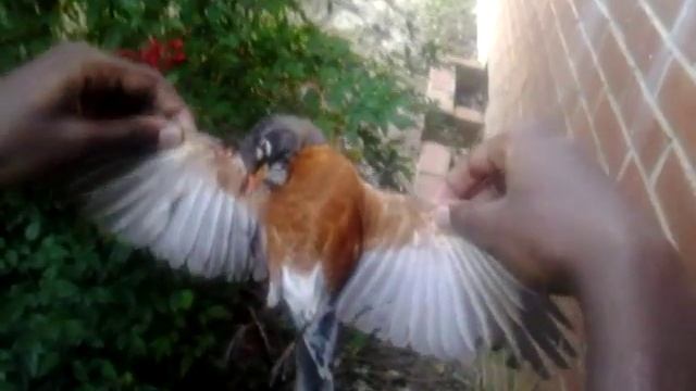 Bird hunt review смотреть онлайн