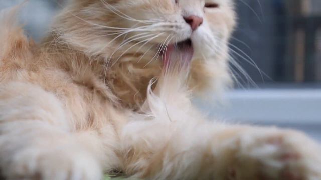 Why Does My CAT BITE Me? 🐱 (6 Reasons for CATS BITING) смотреть онлайн